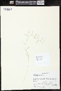 Potamogeton foliosus subsp. foliosus image