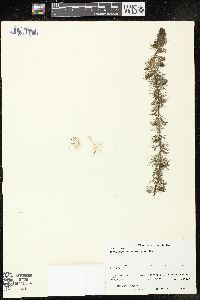 Myriophyllum heterophyllum image