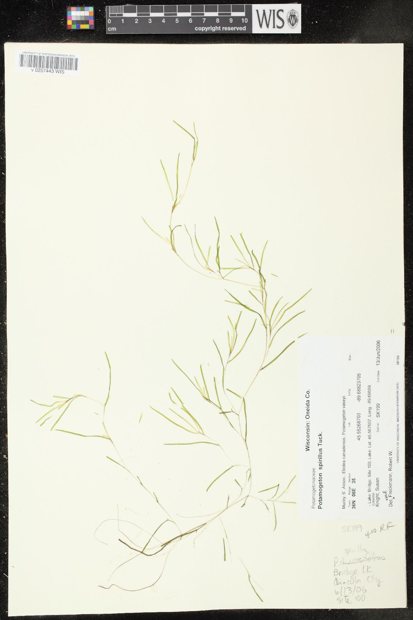 Potamogeton spirillus image