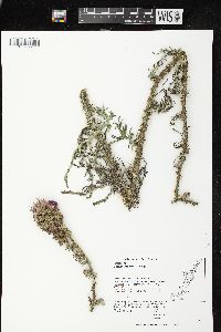 Cirsium palustre image