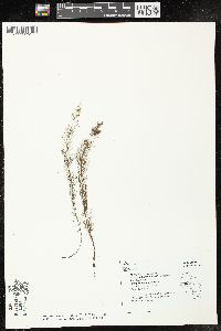 Myriophyllum farwellii image