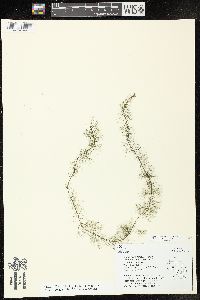 Myriophyllum farwellii image