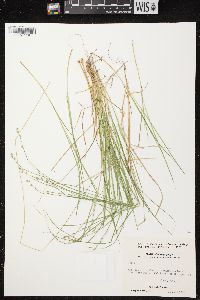 Carex brunnescens subsp. sphaerostachya image