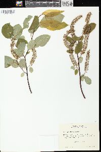 Salix pyrifolia image