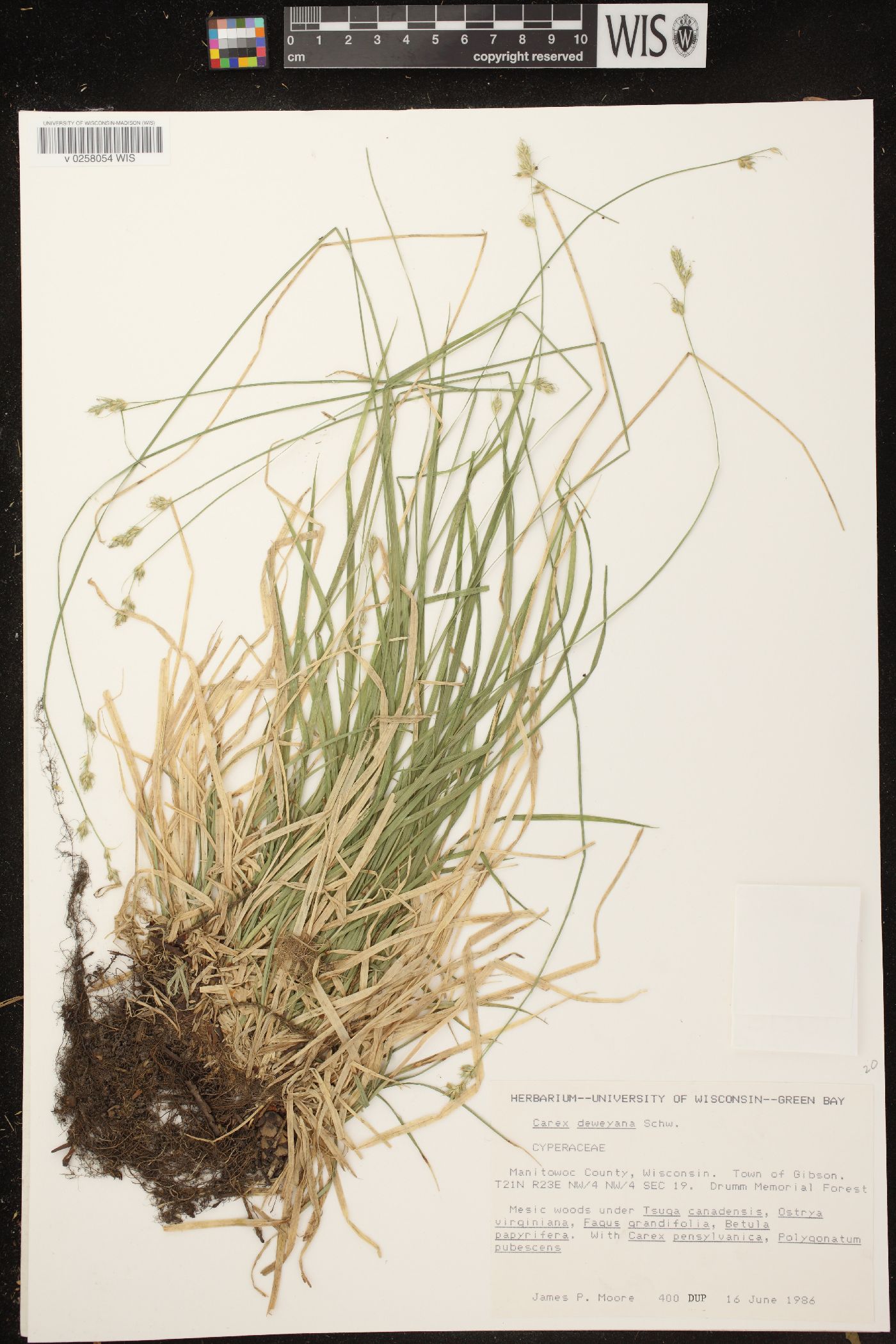 Carex deweyana var. deweyana image