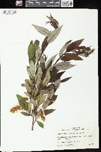 Salix serissima image