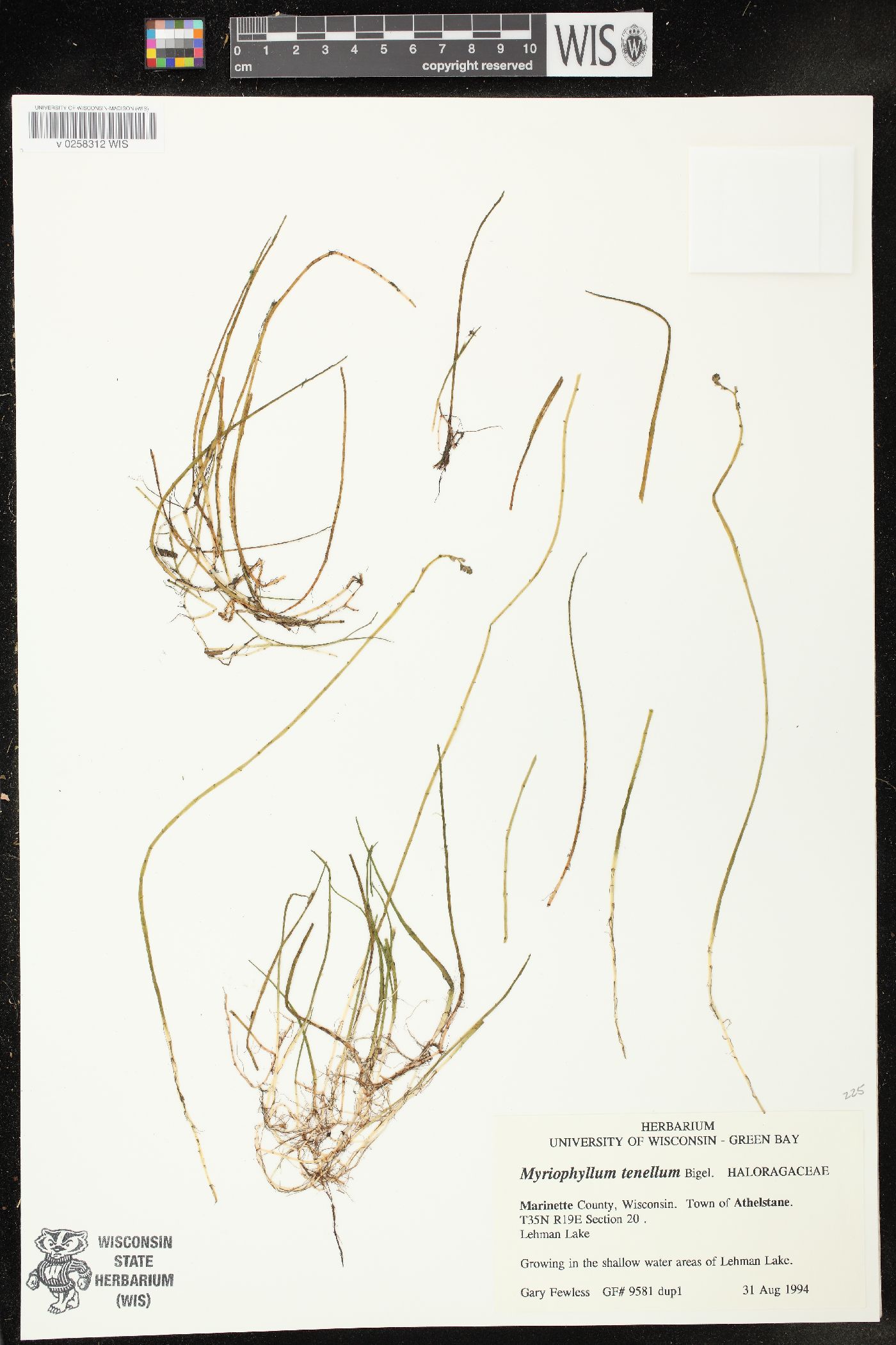 Myriophyllum tenellum image