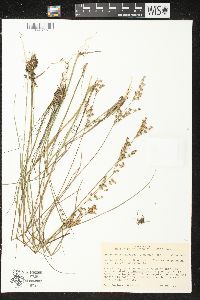 Juncus brevicaudatus image