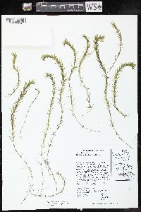 Hydrilla verticillata image