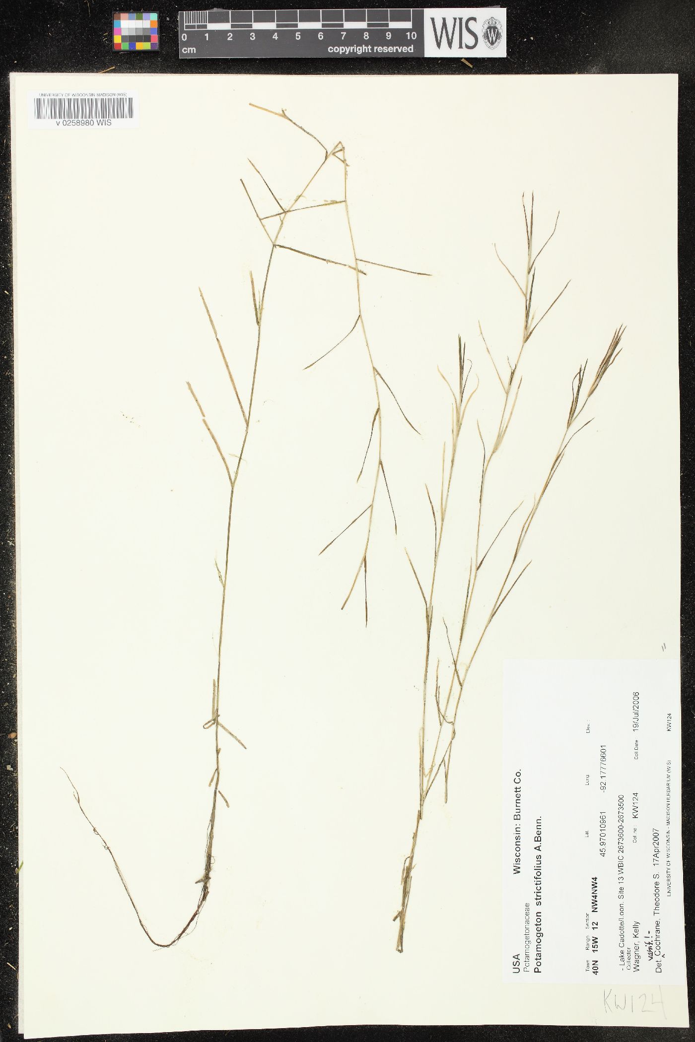 Potamogeton strictifolius image