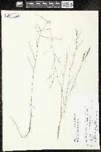 Potamogeton strictifolius image