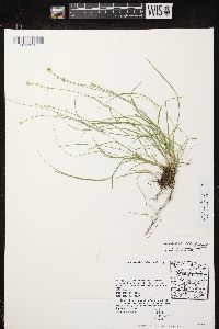 Carex radiata image