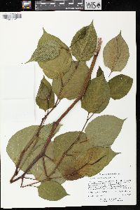 Reynoutria japonica image