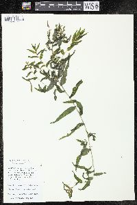 Potamogeton richardsonii image