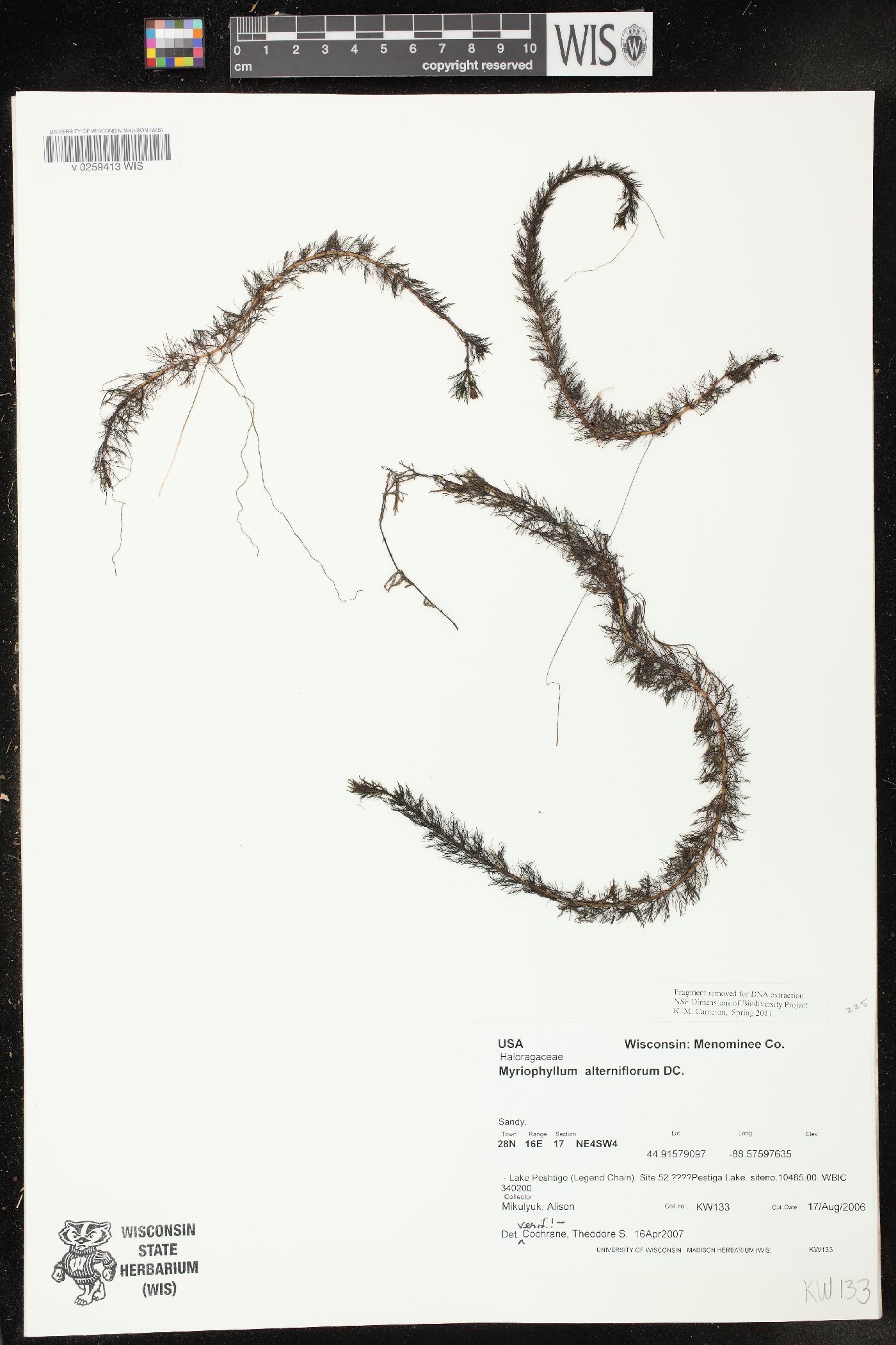 Myriophyllum alterniflorum image