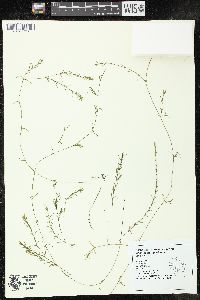 Najas guadalupensis subsp. olivacea image