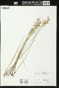 Juncus nodosus image