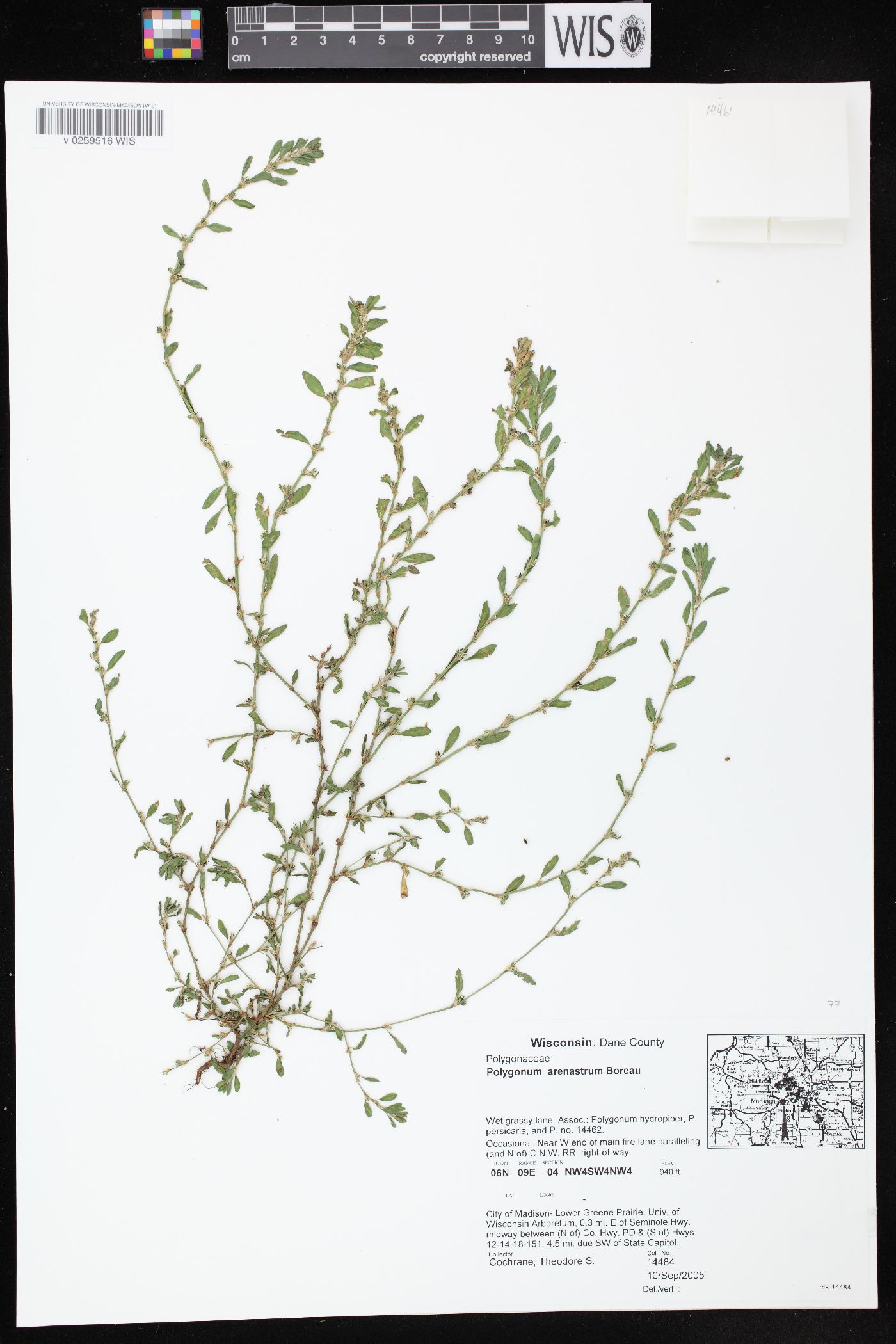 Polygonum arenastrum image