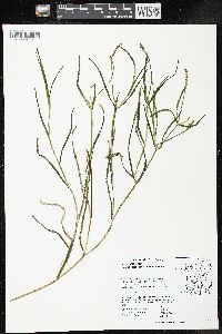 Potamogeton zosteriformis image