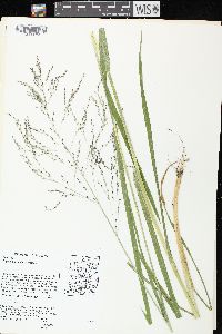 Glyceria grandis image