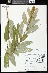 Salix myricoides image