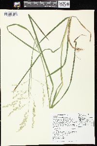 Glyceria canadensis image