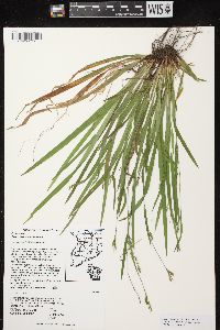 Carex laxiculmis image