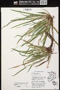 Carex laxiculmis image