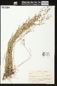 Juncus alpinoarticulatus image