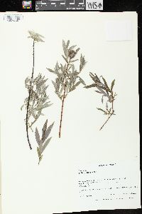 Salix petiolaris image