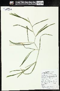 Potamogeton zosteriformis image