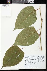 Reynoutria japonica image