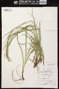 Carex arctata image