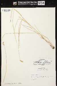 Carex scoparia var. scoparia image