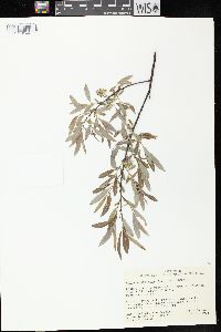 Salix petiolaris image