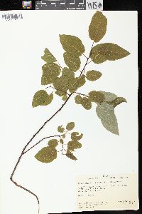 Salix pyrifolia image