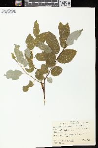 Salix pyrifolia image