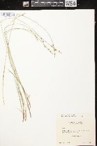 Carex communis var. communis image