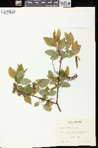 Salix pyrifolia image