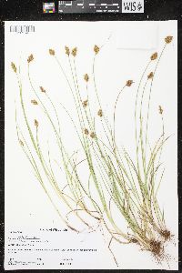 Carex crawfordii image