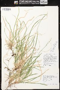 Carex communis var. communis image