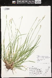 Carex communis var. communis image