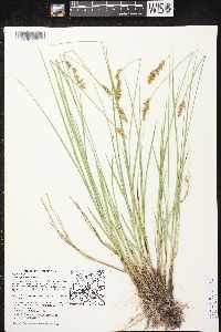 Carex prairea image