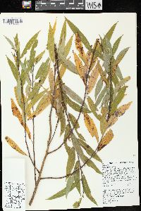 Salix petiolaris image