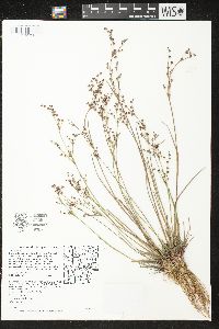 Juncus brevicaudatus image