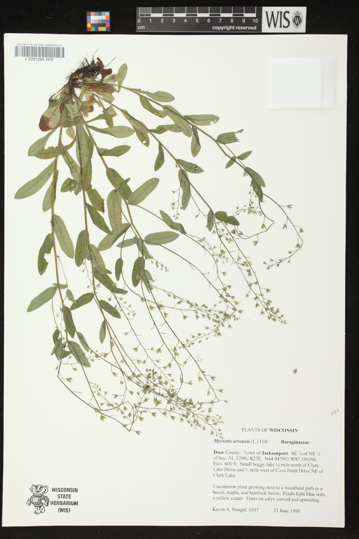 Myosotis arvensis image