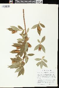 Salix serissima image