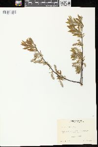 Salix petiolaris image