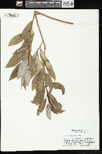 Salix sericea image