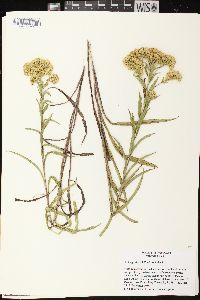 Solidago riddellii image